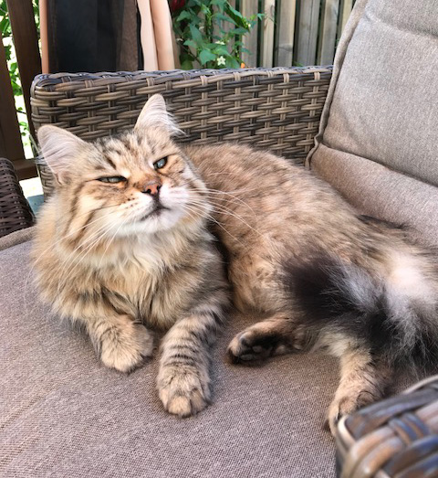 sibirisk katt Gabbie